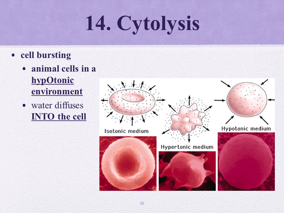14. Cytolysis cell bursting animal cells in a hypOtonic environment water diffuses INTO the cell 18