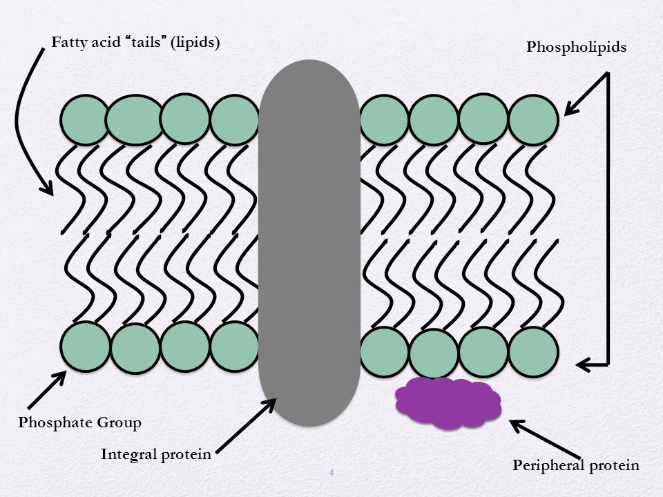 4 Phospholipids Integral protein Peripheral protein Fatty acid tails (lipids) Phosphate Group