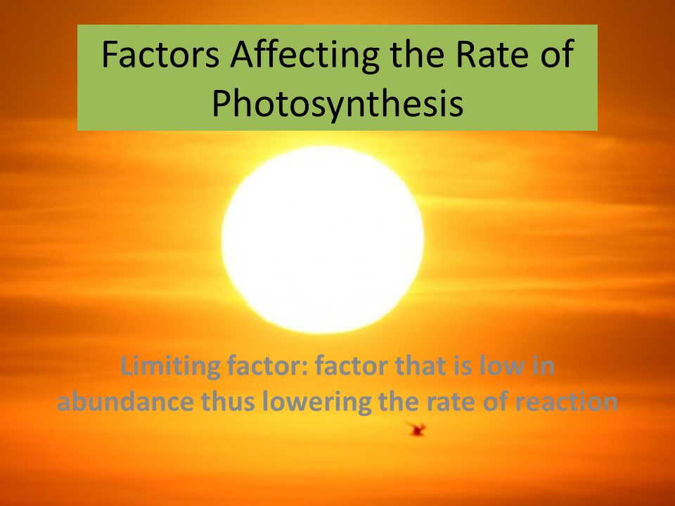 Factors Affecting the Rate of Photosynthesis Limiting factor: factor that is low in abundance thus lowering the rate of reaction