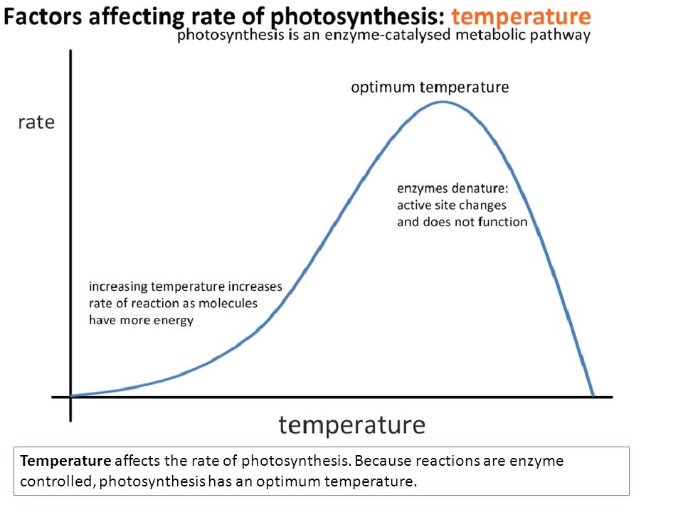 Temperature affects the rate of photosynthesis.