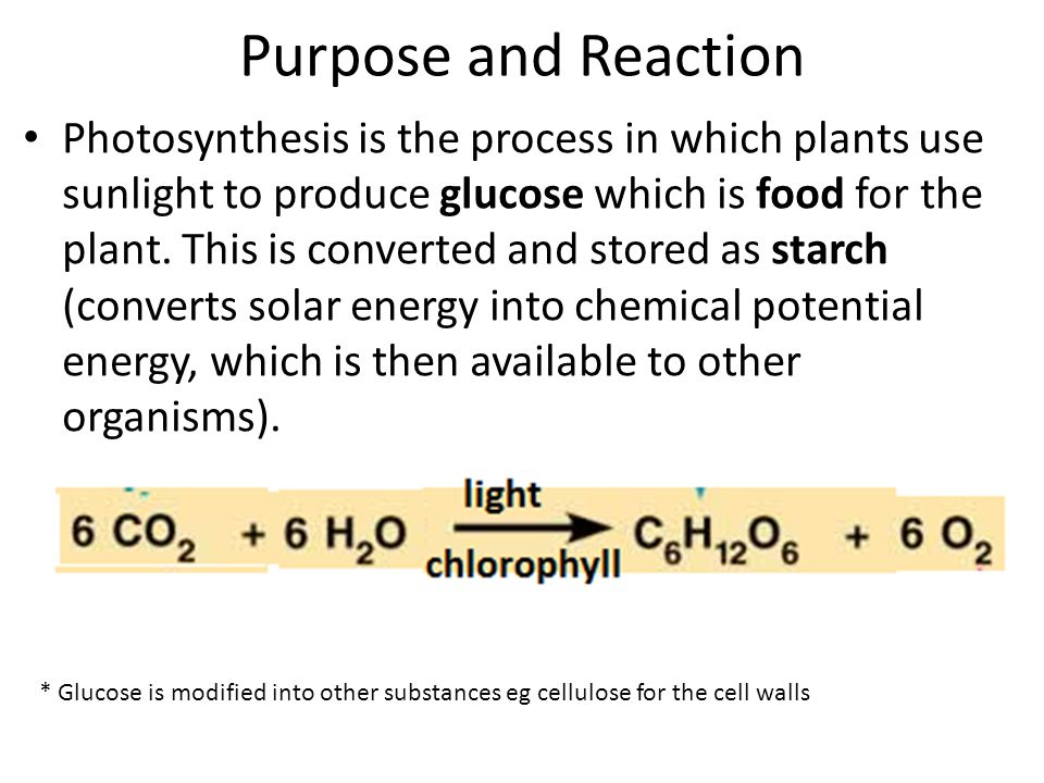 Purpose and Reaction Photosynthesis is the process in which plants use sunlight to produce glucose which is food for the plant.