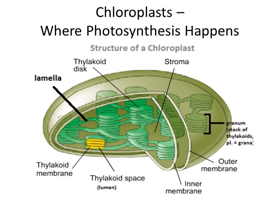 Chloroplasts – Where Photosynthesis Happens