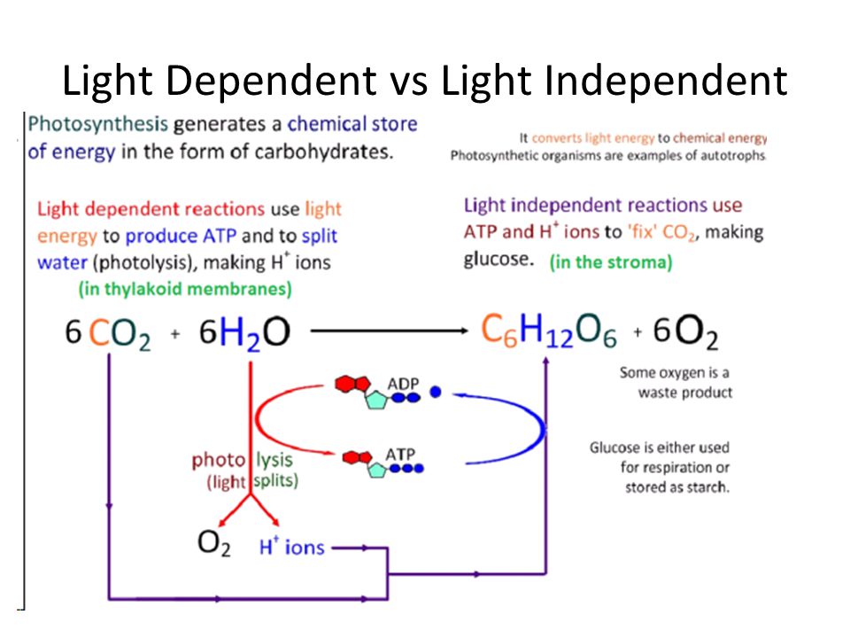 Light Dependent vs Light Independent