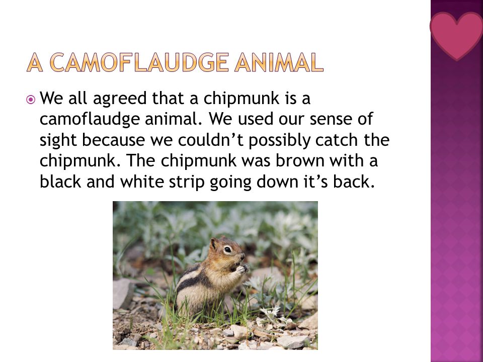  We all agreed that a chipmunk is a camoflaudge animal.