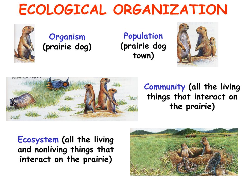 ECOLOGICAL ORGANIZATION Organism (prairie dog) Population (prairie dog town) Community (all the living things that interact on the prairie) Ecosystem (all the living and nonliving things that interact on the prairie)