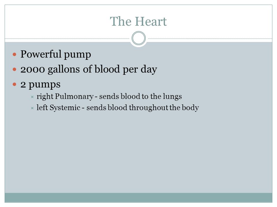The Heart Powerful pump 2000 gallons of blood per day 2 pumps  right Pulmonary - sends blood to the lungs  left Systemic - sends blood throughout the body