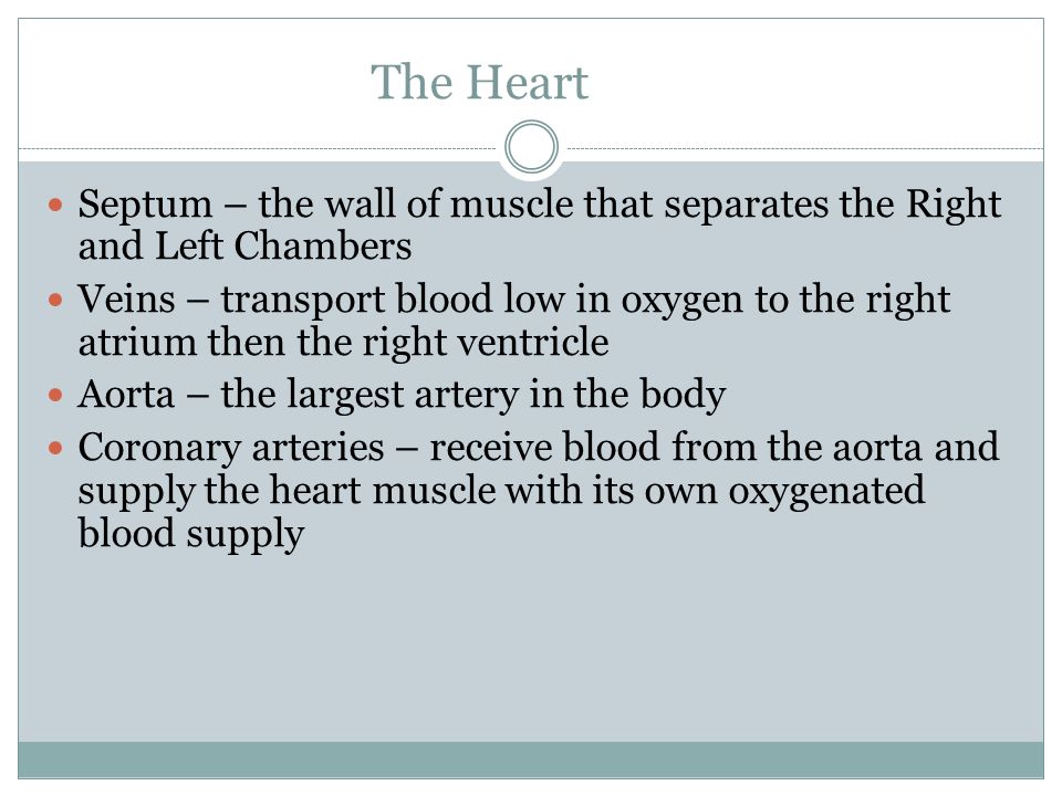 The Heart Septum – the wall of muscle that separates the Right and Left Chambers Veins – transport blood low in oxygen to the right atrium then the right ventricle Aorta – the largest artery in the body Coronary arteries – receive blood from the aorta and supply the heart muscle with its own oxygenated blood supply