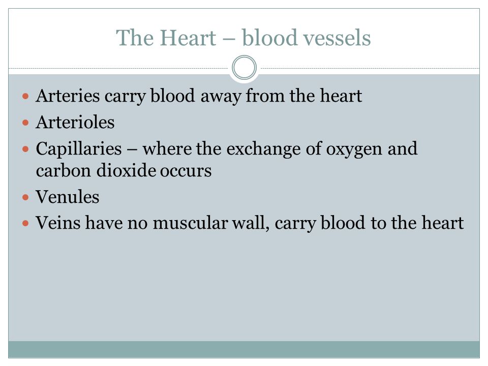 The Heart – blood vessels Arteries carry blood away from the heart Arterioles Capillaries – where the exchange of oxygen and carbon dioxide occurs Venules Veins have no muscular wall, carry blood to the heart