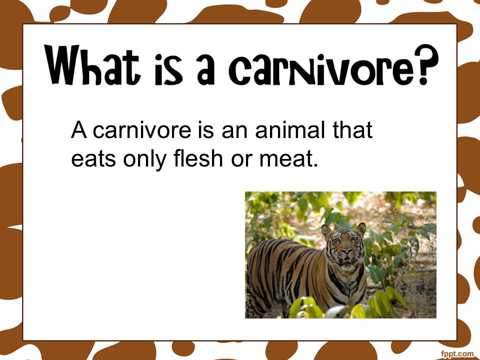 A carnivore is an animal that eats only flesh or meat. - ppt download