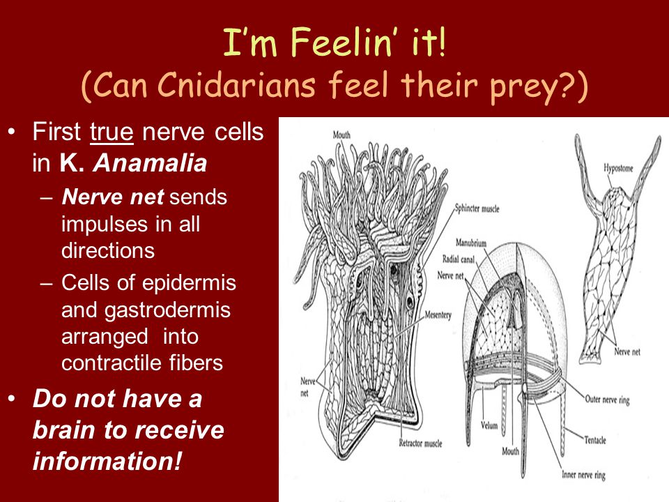 I’m Feelin’ it. (Can Cnidarians feel their prey ) First true nerve cells in K.
