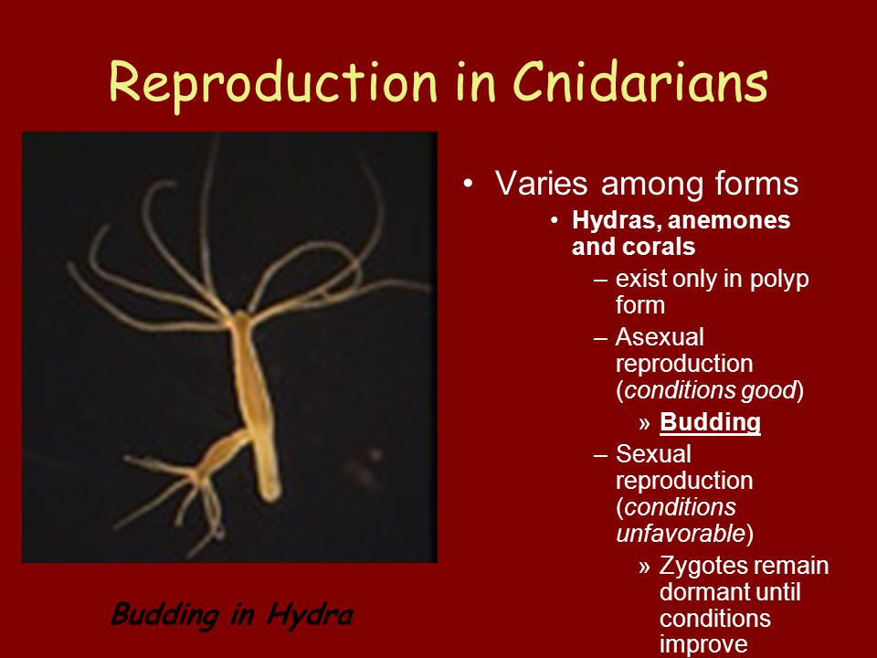 Reproduction in Cnidarians Varies among forms Hydras, anemones and corals –exist only in polyp form –Asexual reproduction (conditions good) »Budding –Sexual reproduction (conditions unfavorable) »Zygotes remain dormant until conditions improve Budding in Hydra