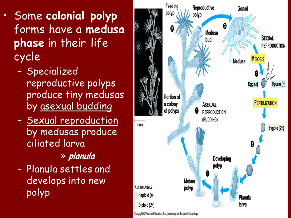 Some colonial polyp forms have a medusa phase in their life cycle –Specialized reproductive polyps produce tiny medusas by asexual budding –Sexual reproduction by medusas produce ciliated larva »planula –Planula settles and develops into new polyp