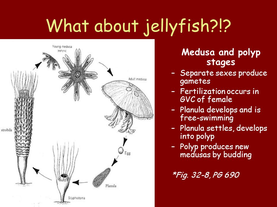 What about jellyfish !.