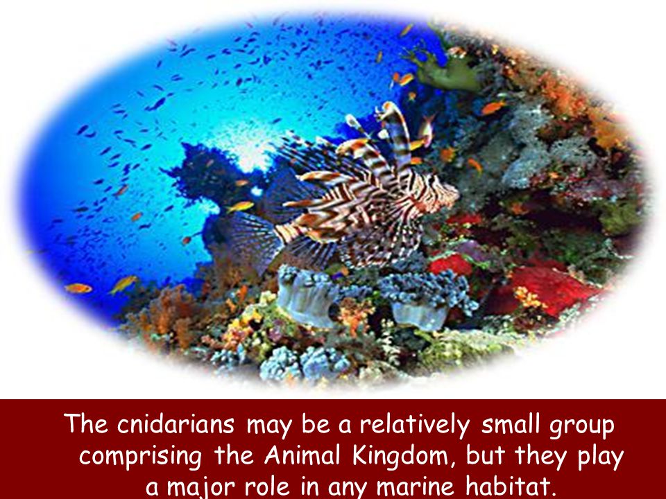 The cnidarians may be a relatively small group comprising the Animal Kingdom, but they play a major role in any marine habitat.