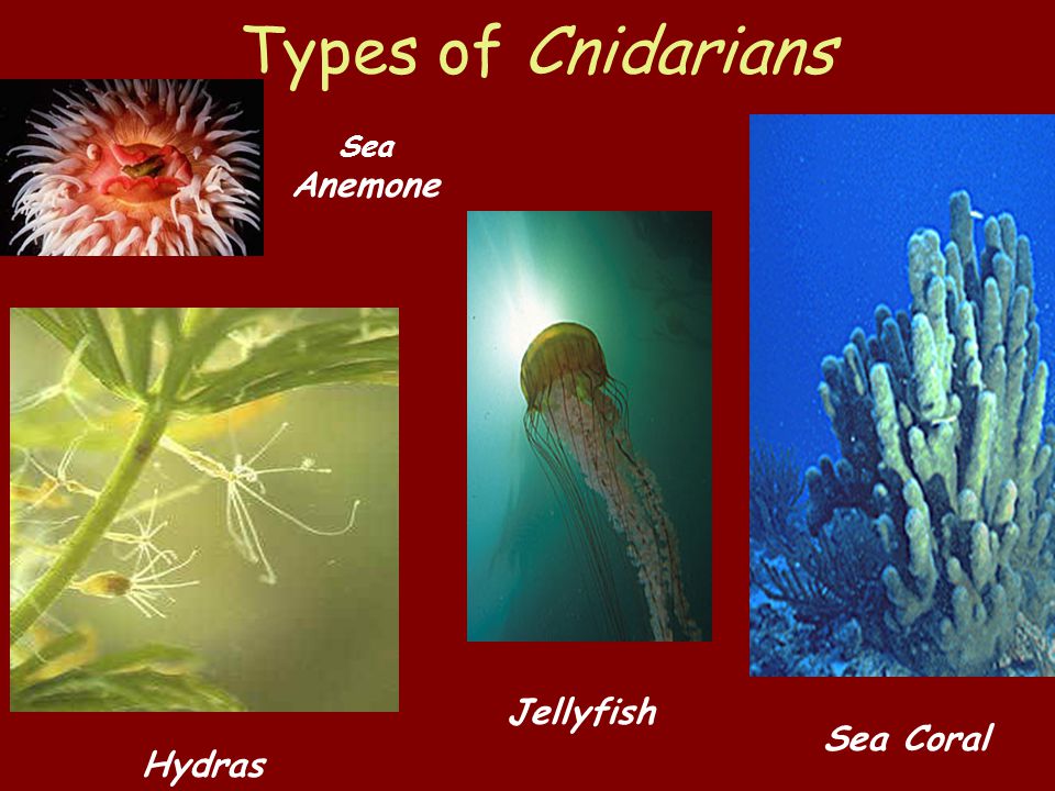 Types of Cnidarians Sea Anemone Hydras Jellyfish Sea Coral