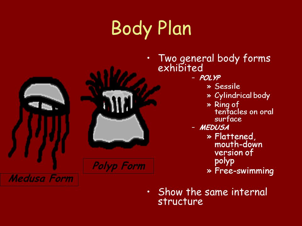 Body Plan Two general body forms exhibited –POLYP »Sessile »Cylindrical body »Ring of tentacles on oral surface –MEDUSA »Flattened, mouth-down version of polyp »Free-swimming Show the same internal structure Polyp Form Medusa Form