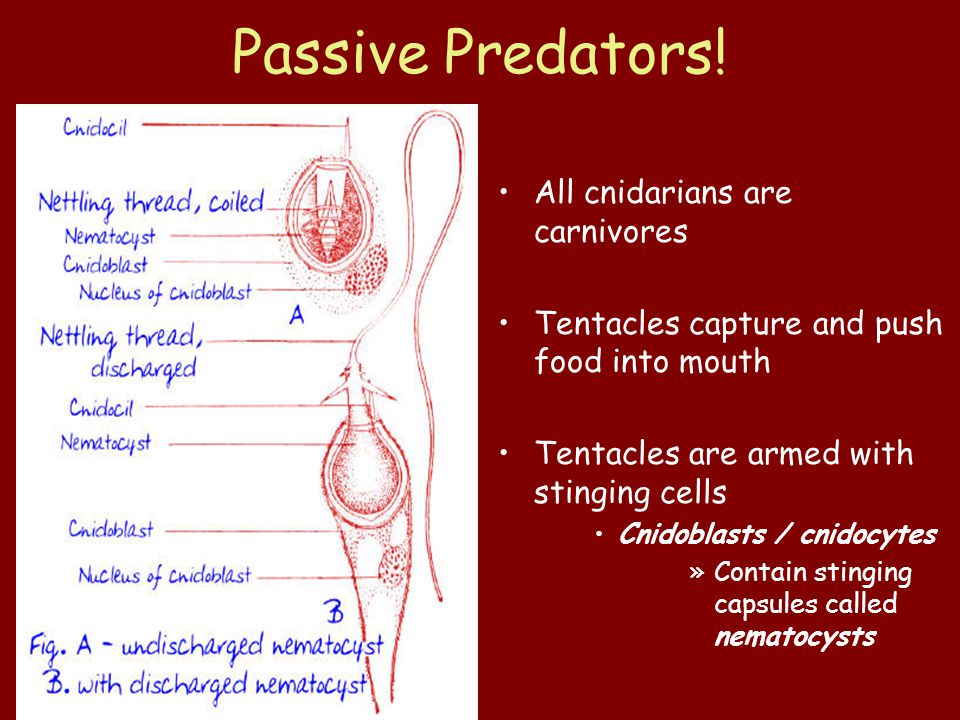 Passive Predators.