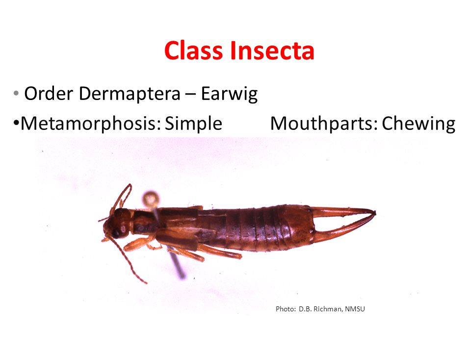 Class Insecta Order Dermaptera – Earwig Metamorphosis: Simple Mouthparts: Chewing Photo: D.B.