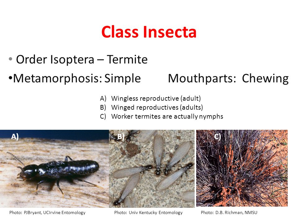 Class Insecta Order Isoptera – Termite Metamorphosis: Simple Mouthparts: Chewing A)Wingless reproductive (adult) B)Winged reproductives (adults) C)Worker termites are actually nymphs Photo: PJBryant, UCIrvine Entomology Photo: Univ Kentucky Entomology Photo: D.B.