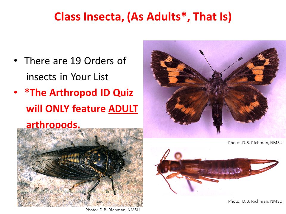 There are 19 Orders of insects in Your List *The Arthropod ID Quiz will ONLY feature ADULT arthropods.