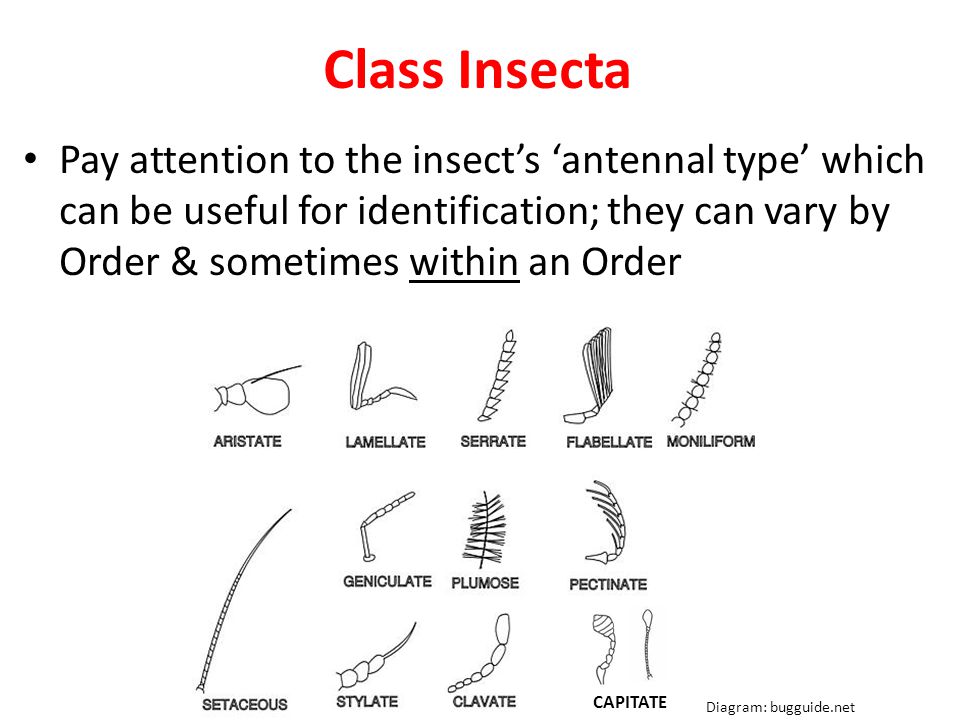 Class Insecta Pay attention to the insect’s ‘antennal type’ which can be useful for identification; they can vary by Order & sometimes within an Order CAPITATE Diagram: bugguide.net