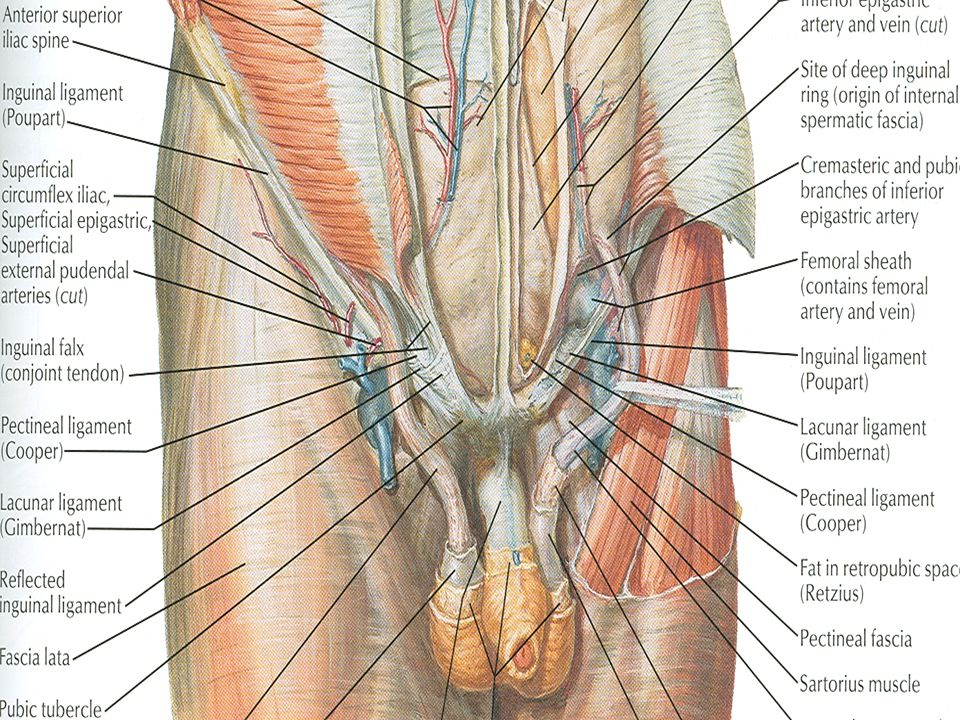 Tiña inguinal fotos