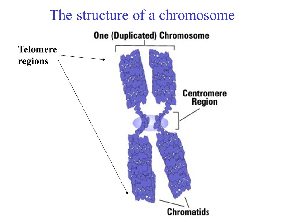 Telomere regions The structure of a chromosome