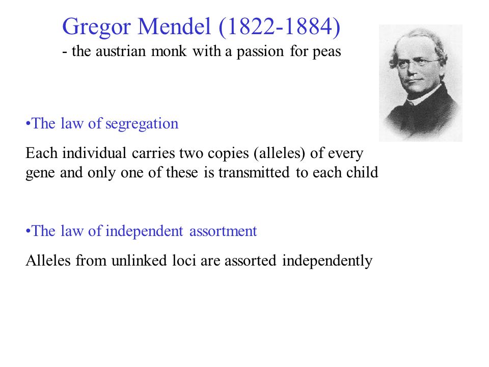 Gregor Mendel ( ) - the austrian monk with a passion for peas The law of segregation Each individual carries two copies (alleles) of every gene and only one of these is transmitted to each child The law of independent assortment Alleles from unlinked loci are assorted independently