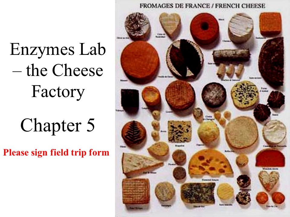 Enzymes Lab – the Cheese Factory Chapter 5 Please sign field trip form