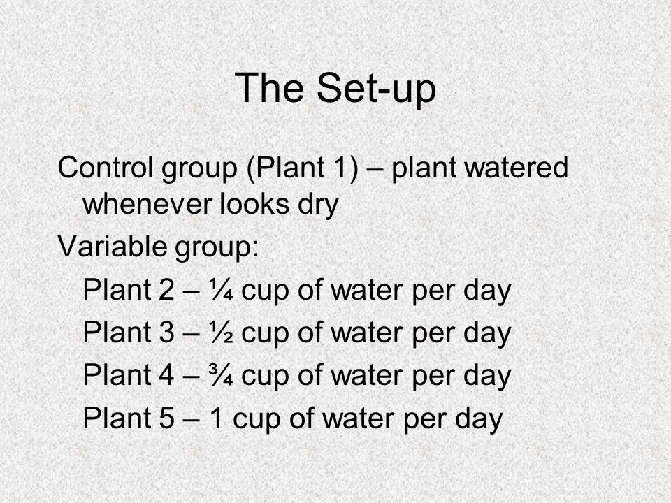 The Set-up Control group (Plant 1) – plant watered whenever looks dry Variable group: Plant 2 – ¼ cup of water per day Plant 3 – ½ cup of water per day Plant 4 – ¾ cup of water per day Plant 5 – 1 cup of water per day