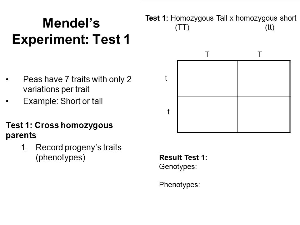 Mendel’s Experiment: Test 1 Peas have 7 traits with only 2 variations per trait Example: Short or tall Test 1: Cross homozygous parents 1.Record progeny’s traits (phenotypes) Test 1: Homozygous Tall x homozygous short (TT)(tt) TT t t Result Test 1: Genotypes: Phenotypes: