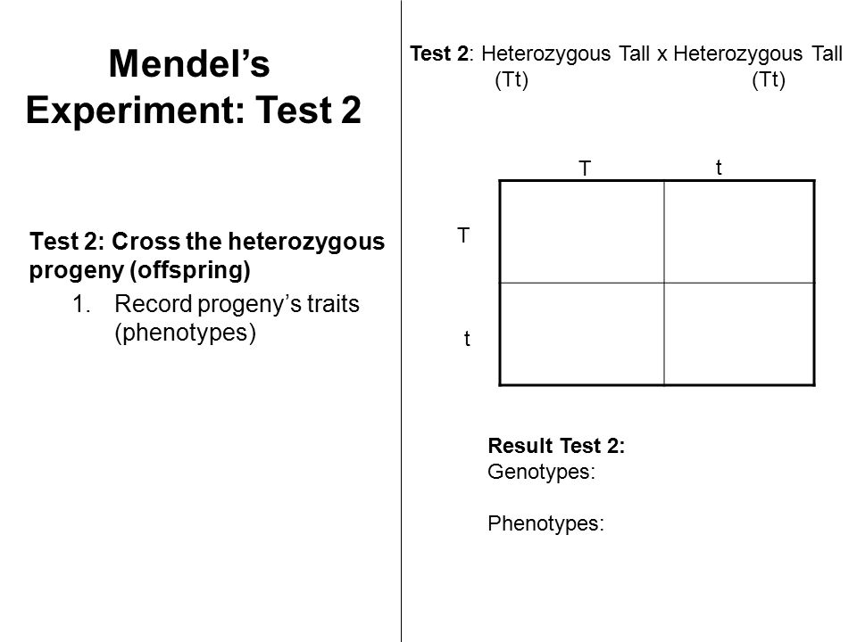 Test 2: Cross the heterozygous progeny (offspring) 1.Record progeny’s traits (phenotypes) Test 2: Heterozygous Tall x Heterozygous Tall(Tt) T T t t Result Test 2: Genotypes: Phenotypes: Mendel’s Experiment: Test 2