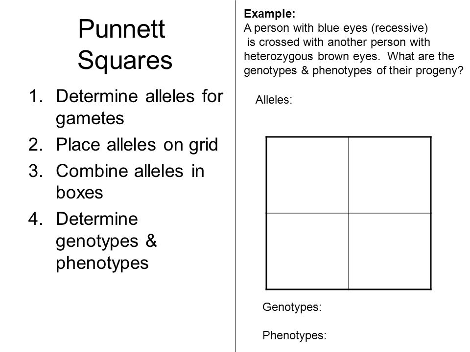 Punnett Squares 1.Determine alleles for gametes 2.Place alleles on grid 3.Combine alleles in boxes 4.Determine genotypes & phenotypes Example: A person with blue eyes (recessive) is crossed with another person with heterozygous brown eyes.
