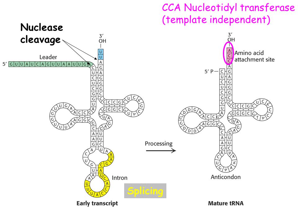 CCA Nucleotidyl transferase (template independent) Splicing Nuclease cleavage