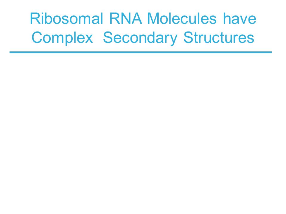 Ribosomal RNA Molecules have Complex Secondary Structures