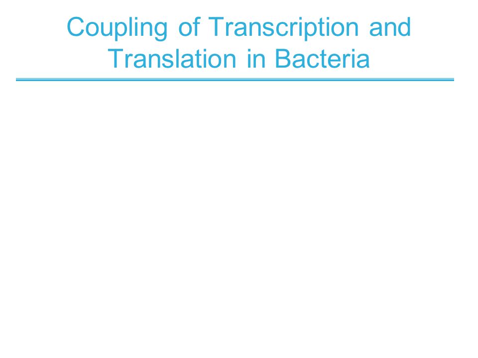 Coupling of Transcription and Translation in Bacteria
