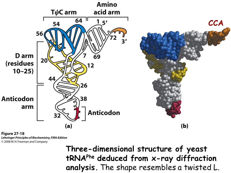 Three-dimensional structure of yeast tRNA Phe deduced from x-ray diffraction analysis.