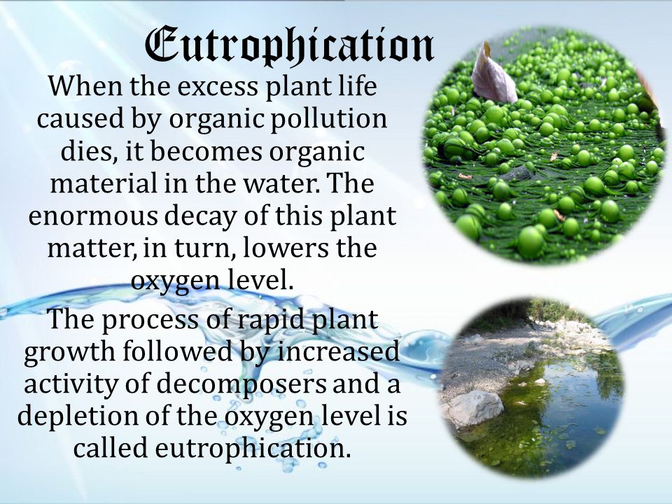 Eutrophication When the excess plant life caused by organic pollution dies, it becomes organic material in the water.