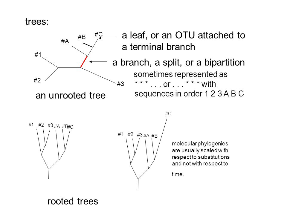 trees: an unrooted tree a branch, a split, or a bipartition sometimes represented as * * *...