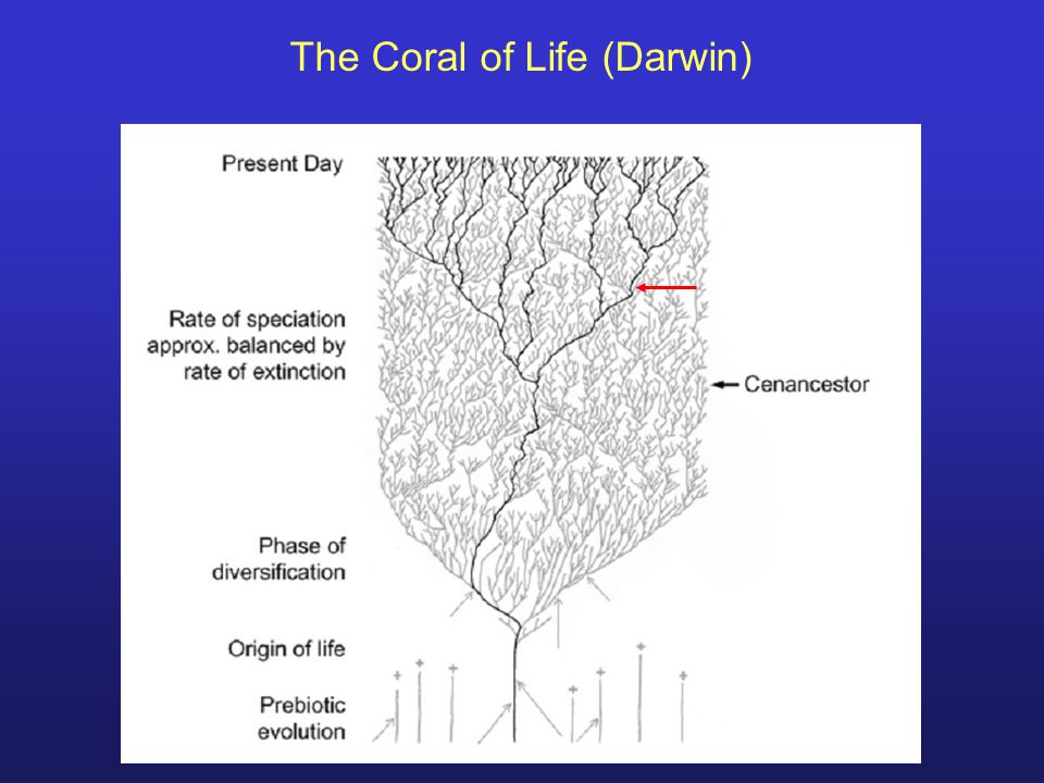 The Coral of Life (Darwin)