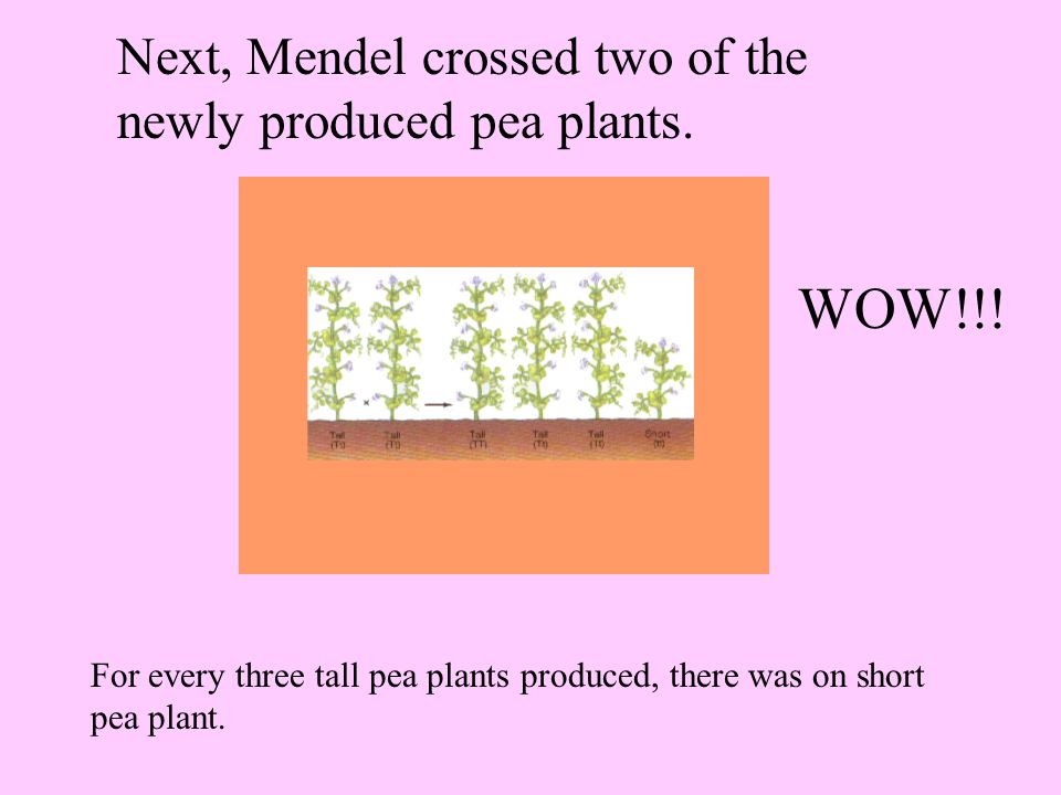 What was Mendel s first experiment. Mendel crossed (pollinated) two tall pea plants.