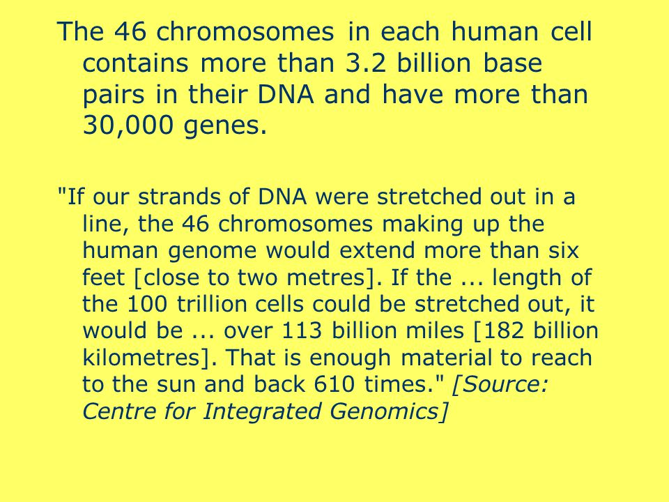 Each cell in a human’s body contains 46 chromosomes: