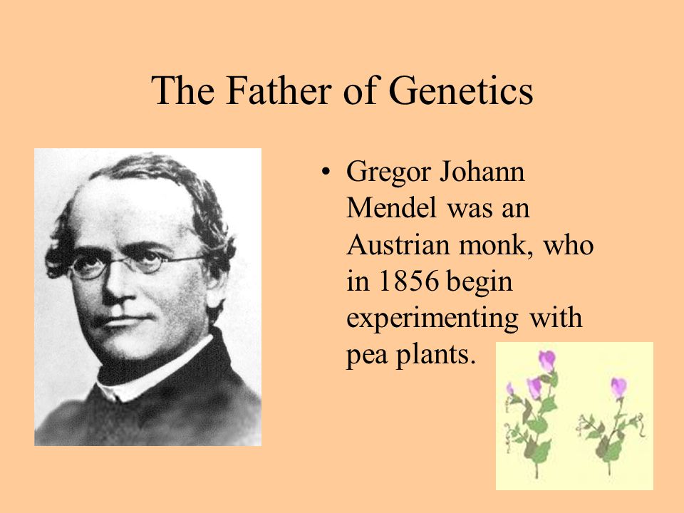 Genetics Genetics- the study of how traits are inherited.