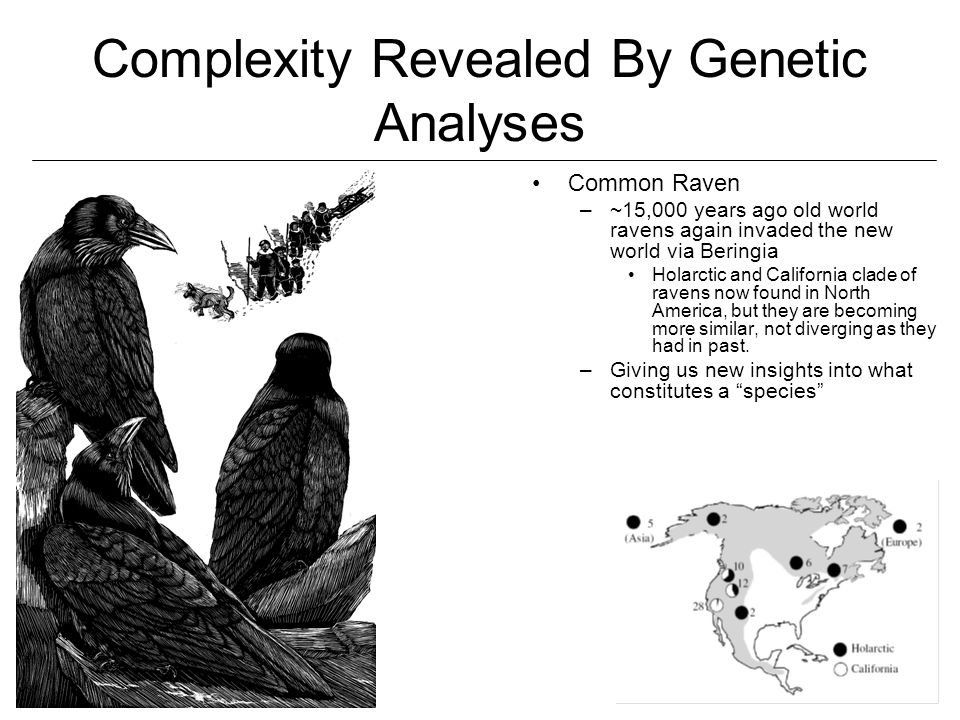 Complexity Revealed By Genetic Analyses Common Raven –~15,000 years ago old world ravens again invaded the new world via Beringia Holarctic and California clade of ravens now found in North America, but they are becoming more similar, not diverging as they had in past.