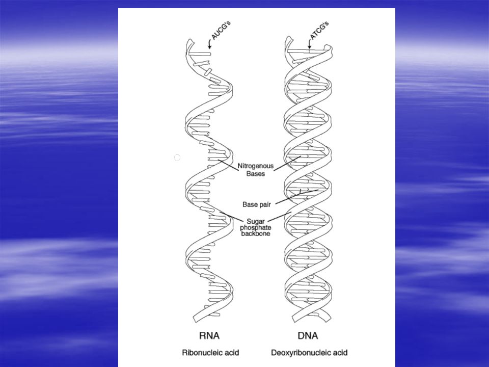 Dolphin sperm cytoplasmic ribosomes geile dreilochstute