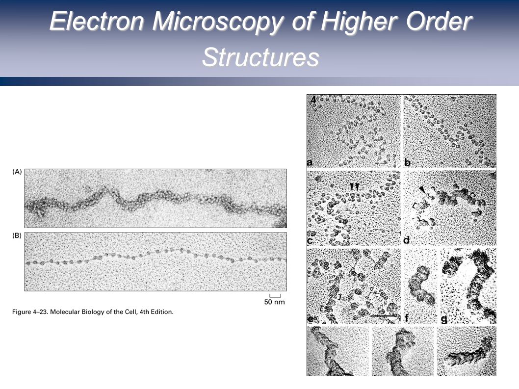 Electron Microscopy of Higher Order Structures