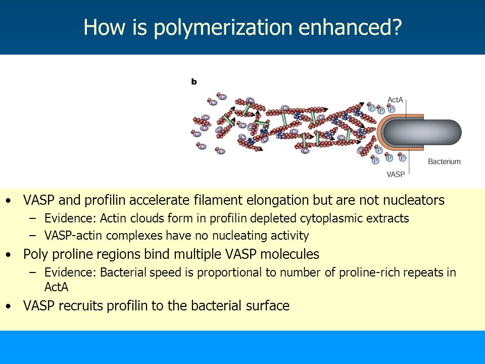 How is polymerization enhanced.