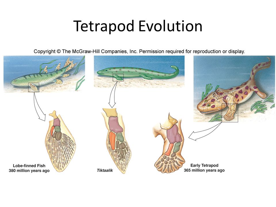 Marine Reptiles, Birds, and Mammals ~350 million years ago, terrestrial  vertebrates evolved from fish-like vertebrates – Two pairs of fins adapted  for. - ppt download