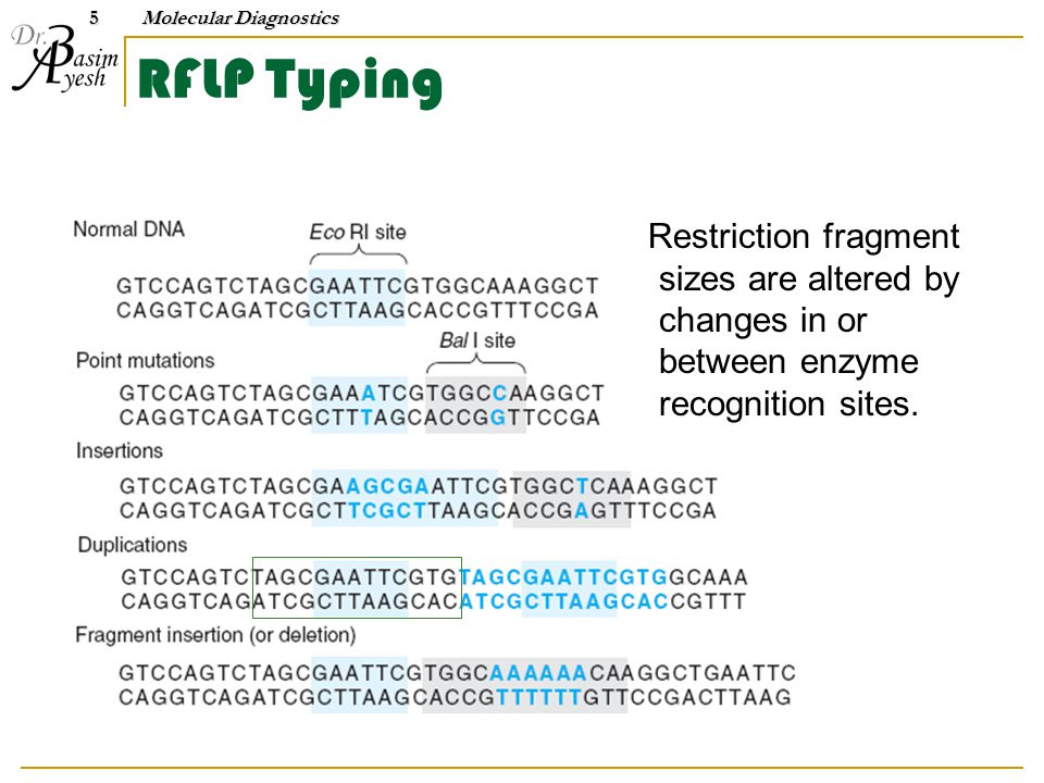 RFLP Typing Restriction fragment sizes are altered by changes in or between enzyme recognition sites.5 Molecular Diagnostics