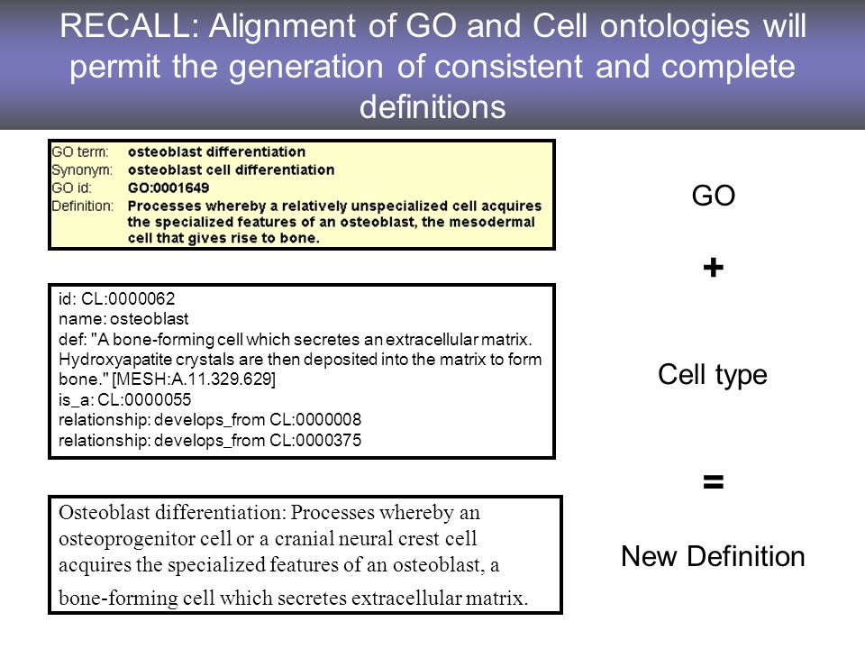 RECALL: Alignment of GO and Cell ontologies will permit the generation of consistent and complete definitions id: CL: name: osteoblast def: A bone-forming cell which secretes an extracellular matrix.